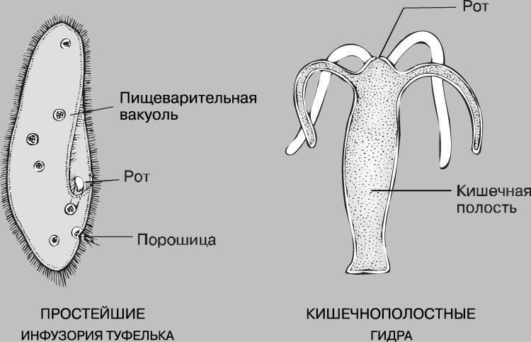 Как зарегистрироваться на кракене